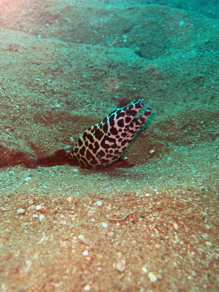 ニセゴイシウツボ