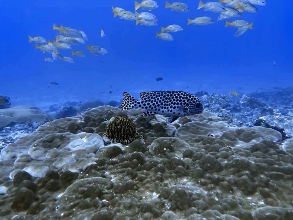 念願のリチェリューロック