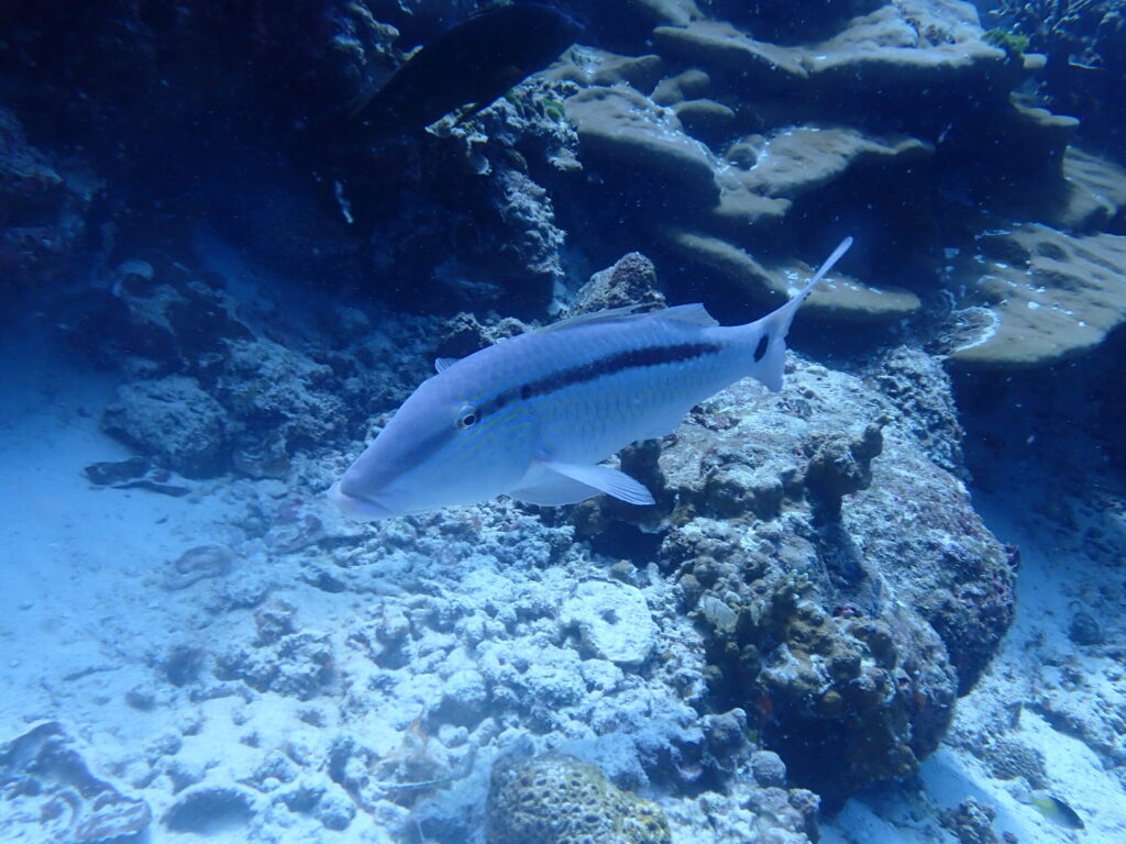 オオスジヒメジ