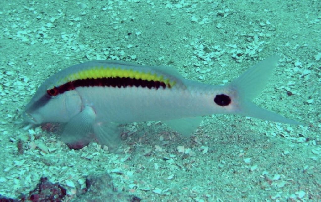 オオスジヒメジの若魚