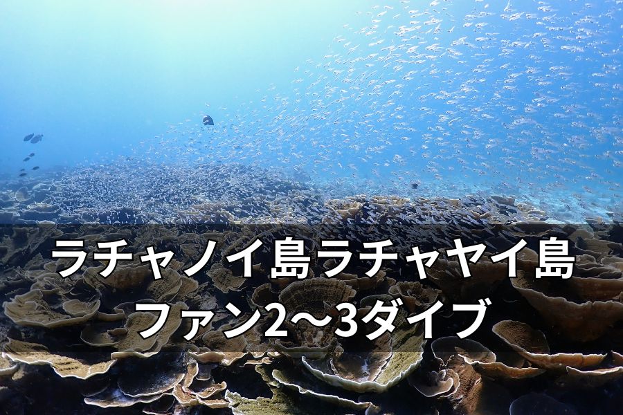 プーケットの透明な海でトロピカルフィッシュと泳ぐ