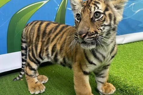 家族でタイガーキングダム2