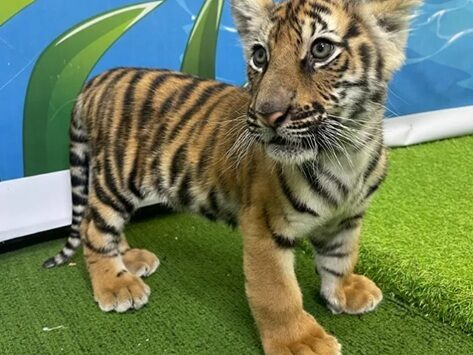 家族でタイガーキングダム2
