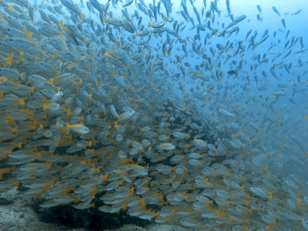 7月のピピ諸島の海況レポート4