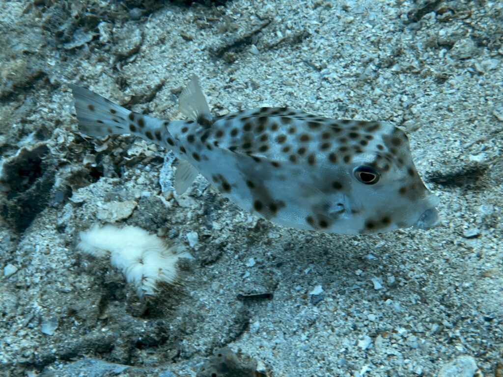 7月のピピ諸島の海況レポート2