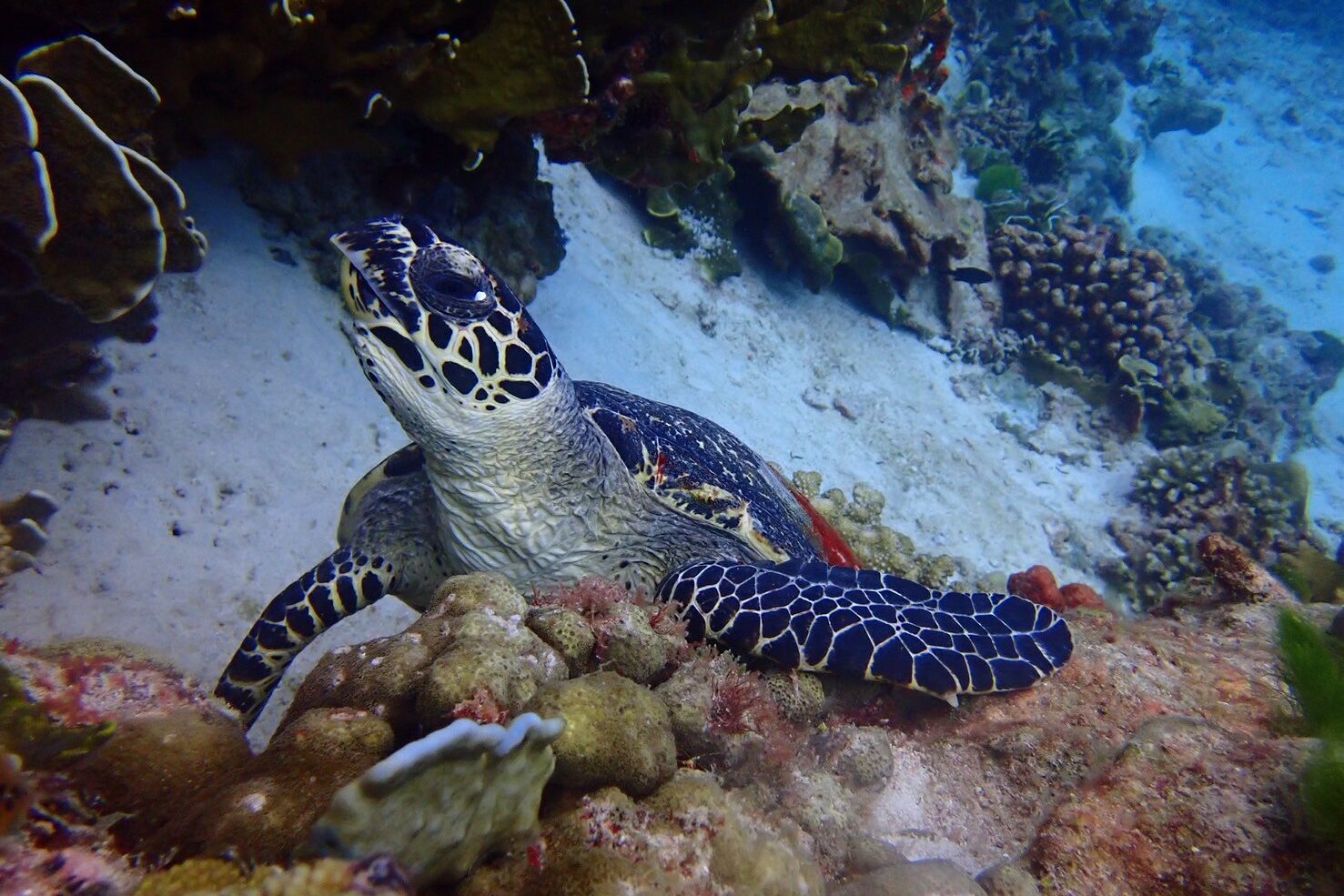 シミラン諸島で見られるウミガメ