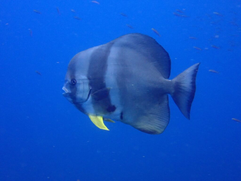 シミラン諸島で見られる熱帯魚