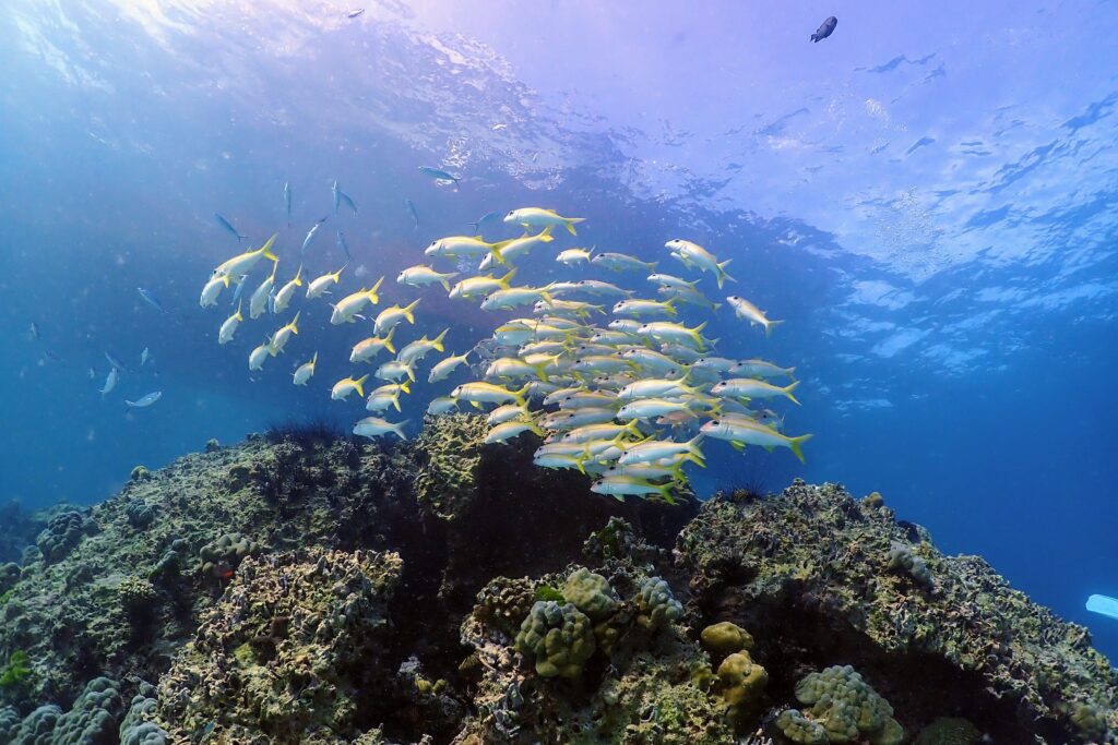 ラチャノイ島の美しい魚とサンゴ礁