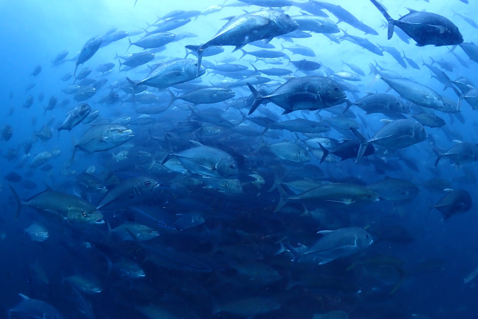 シミラン諸島で見られる魚の群れ