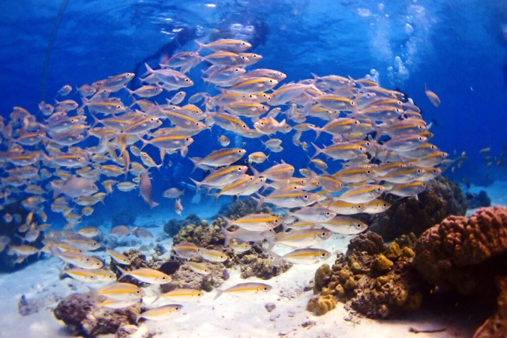 プーケット体験ダイビングで見られる熱帯魚の群れと美しいサンゴ礁