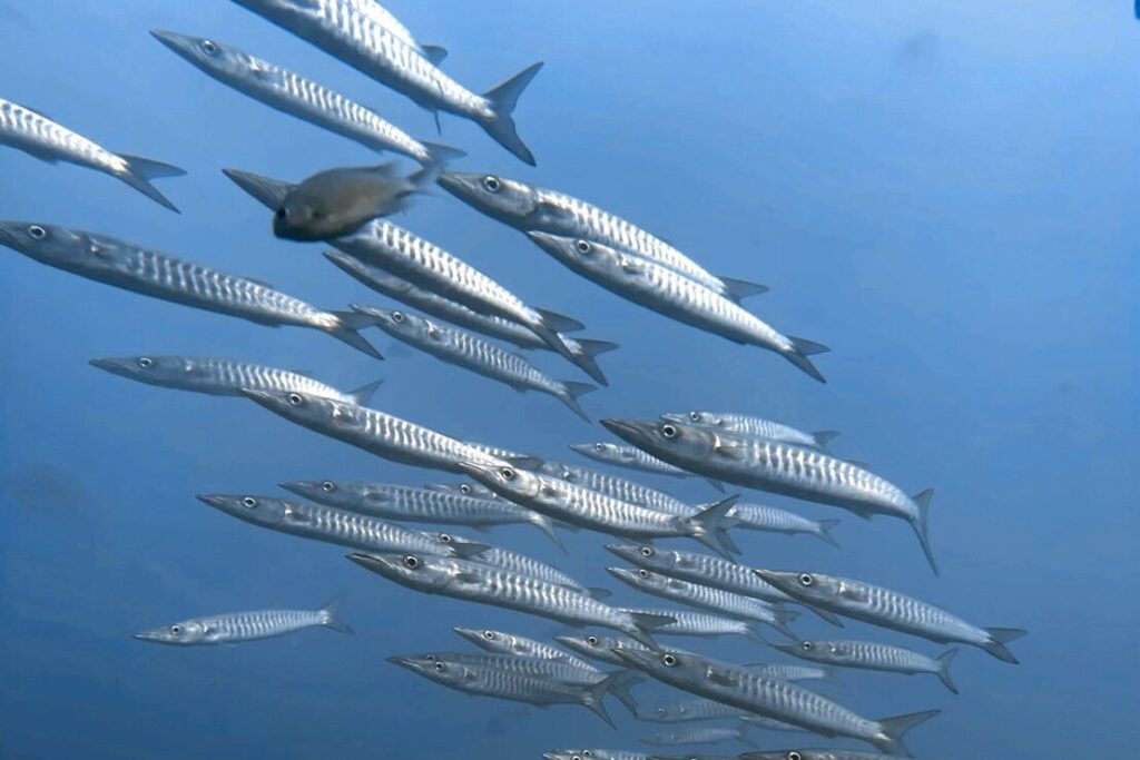 プーケットのマリンパークで見られる魚の群れとファンダイビング