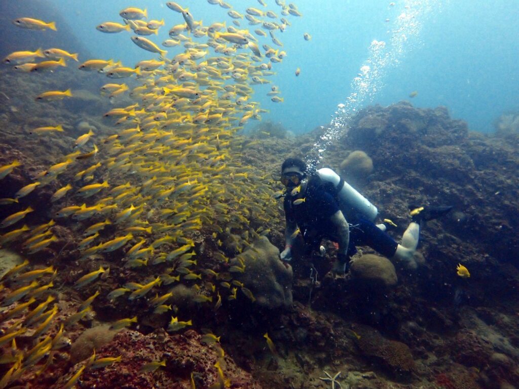 ピピ諸島の海中景観を楽しむファンダイバー