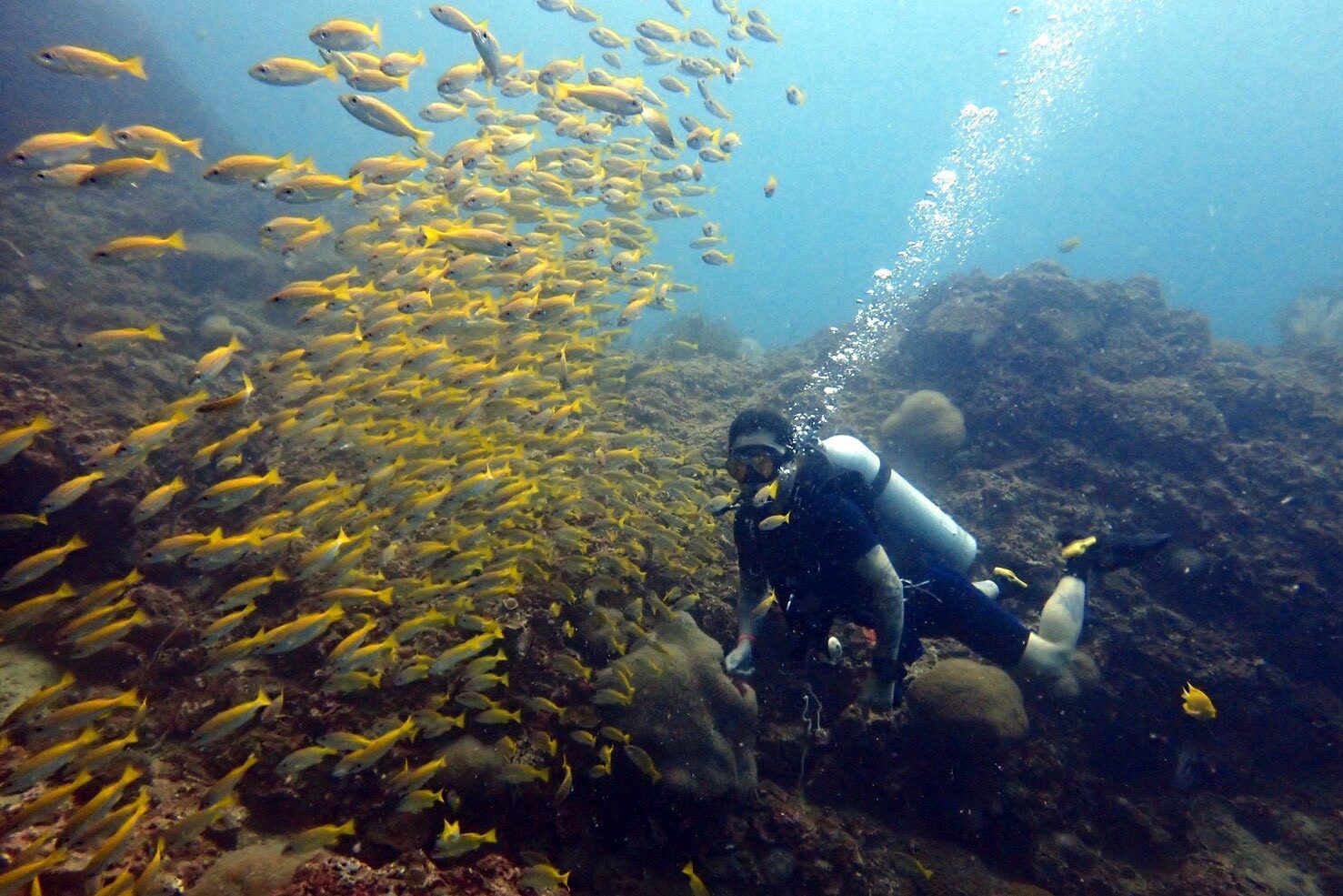 ピピ諸島の海中景観を楽しむファンダイバー