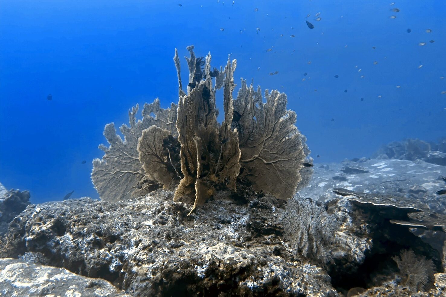 シミラン諸島の自然