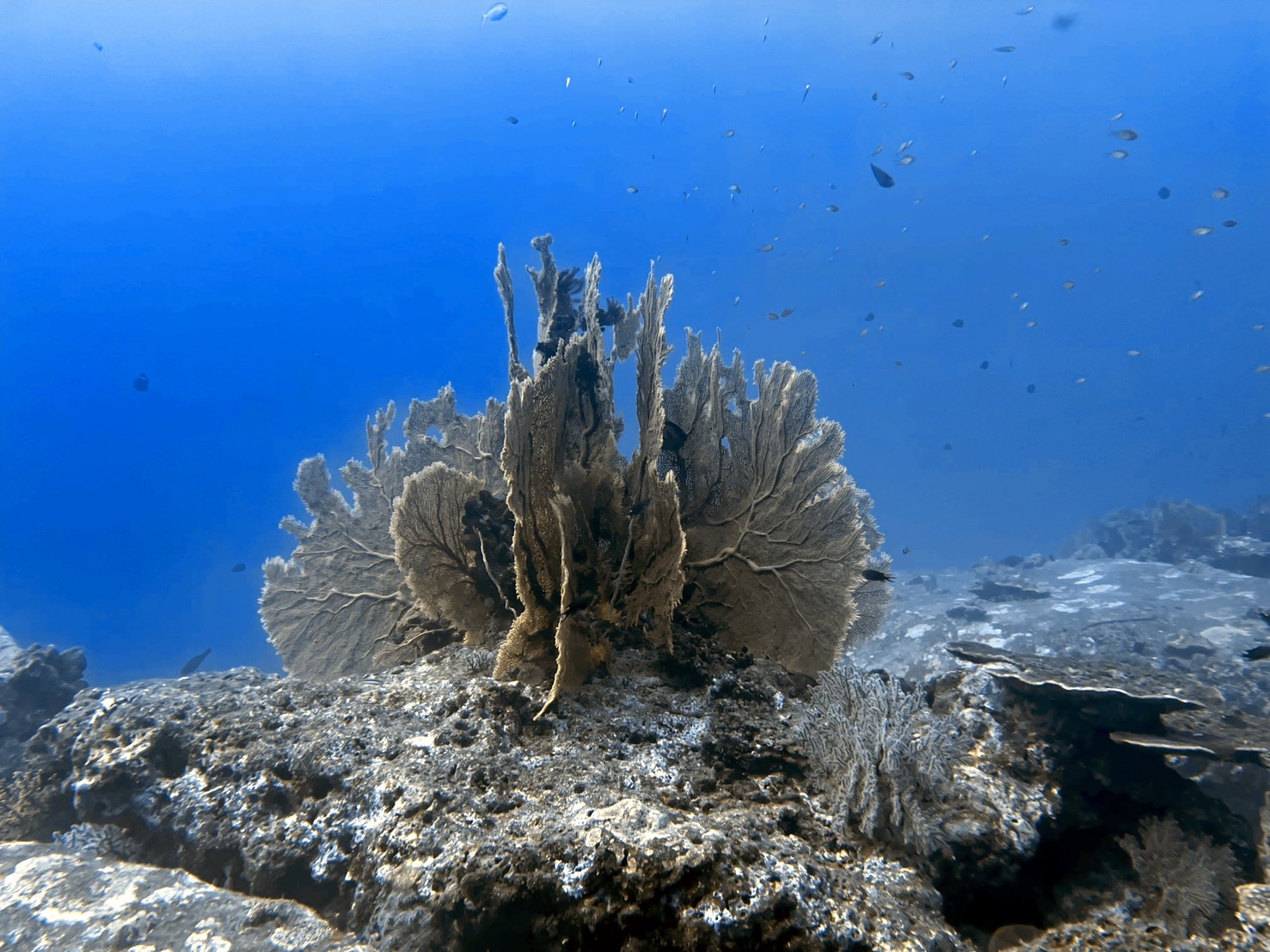 シミラン諸島の自然