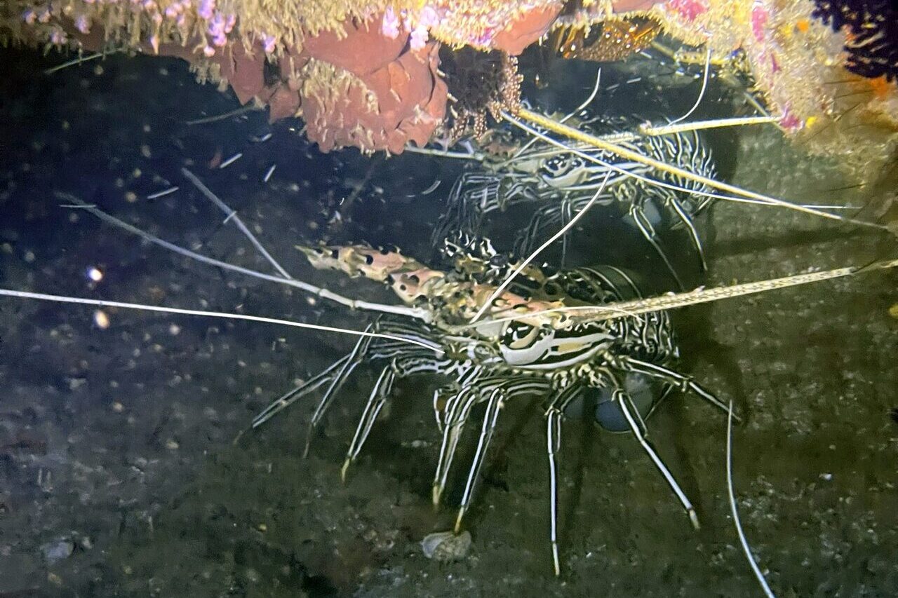 シミラン諸島で見られるゴシキエビ