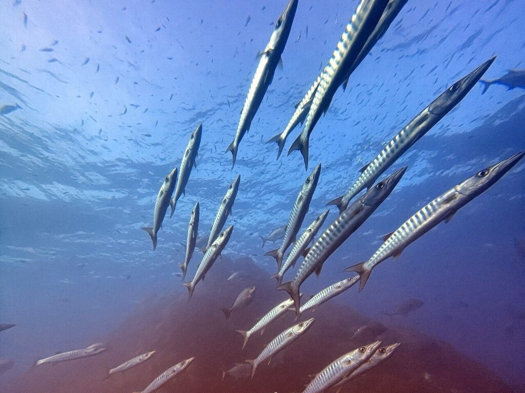 シミラン諸島の透明度の高い海でダイビング