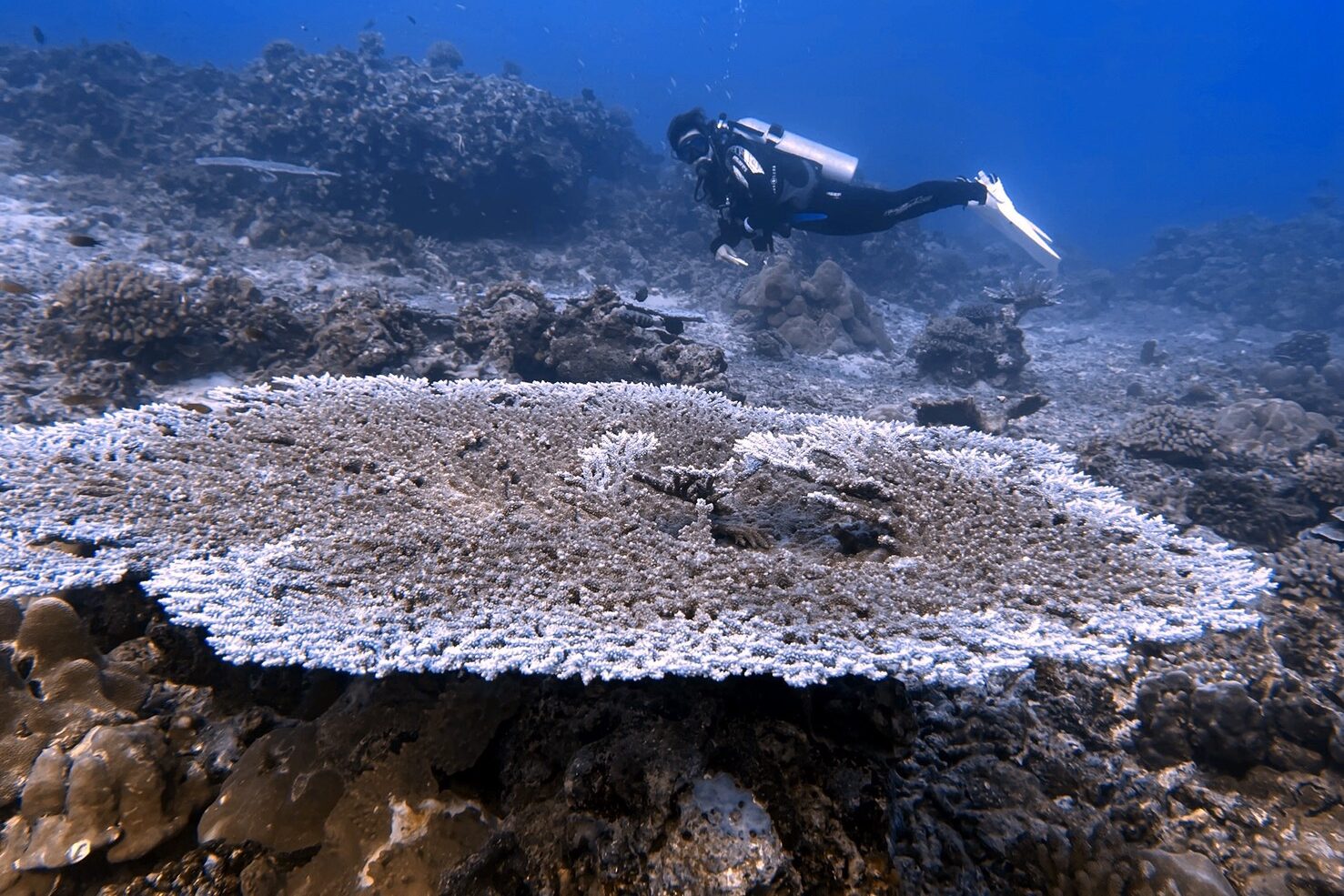 シミラン諸島のサンゴ礁とダイバー