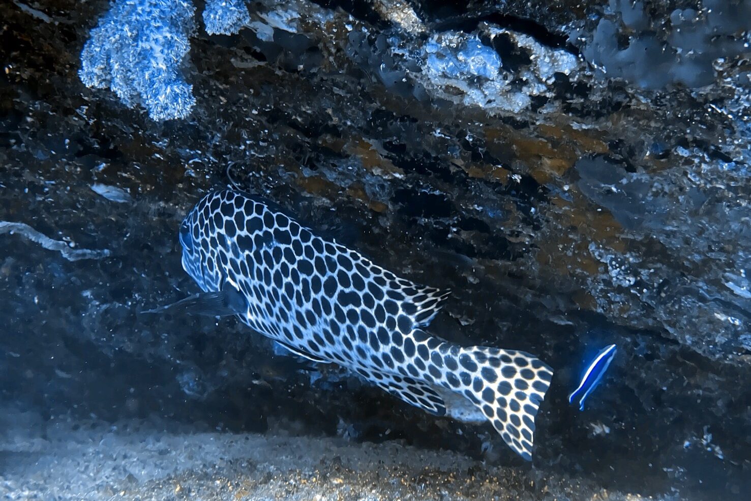 シミラン諸島で見られる熱帯魚 