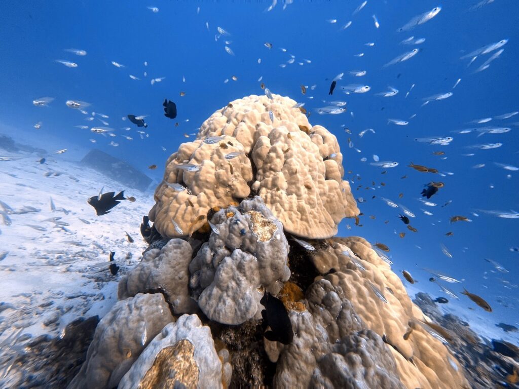 シミラン諸島のサンゴ礁とダイバー