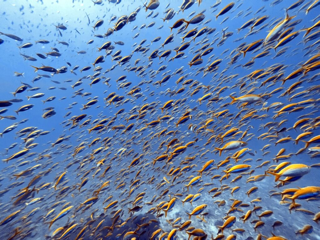 シミラン諸島で見られる魚群