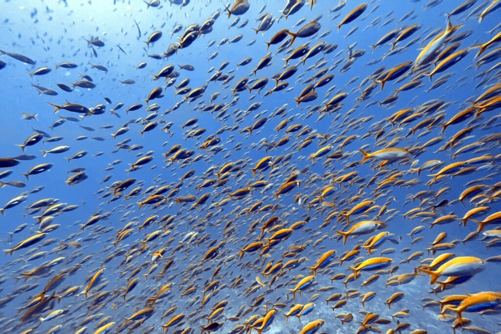 シミラン諸島で見られる魚群