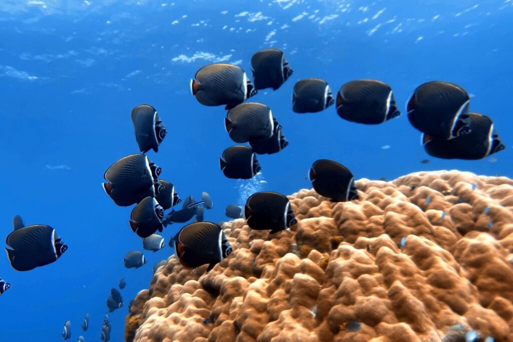 シミラン諸島で見られるバタフライフィッシュ