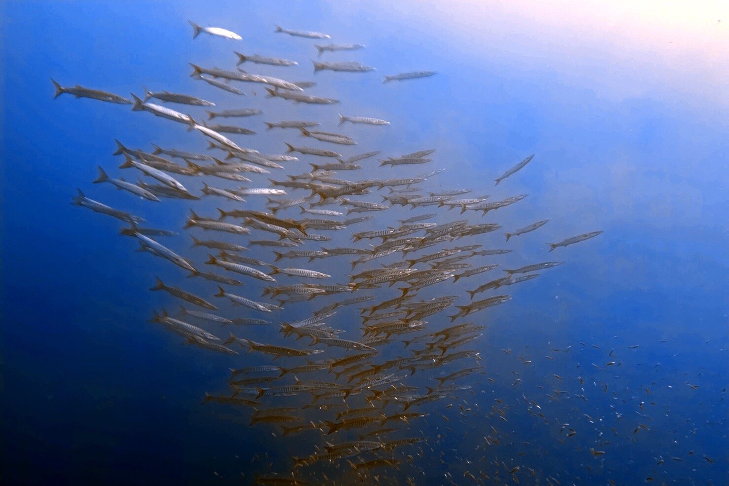 シミラン諸島のダイナミックな海中景観