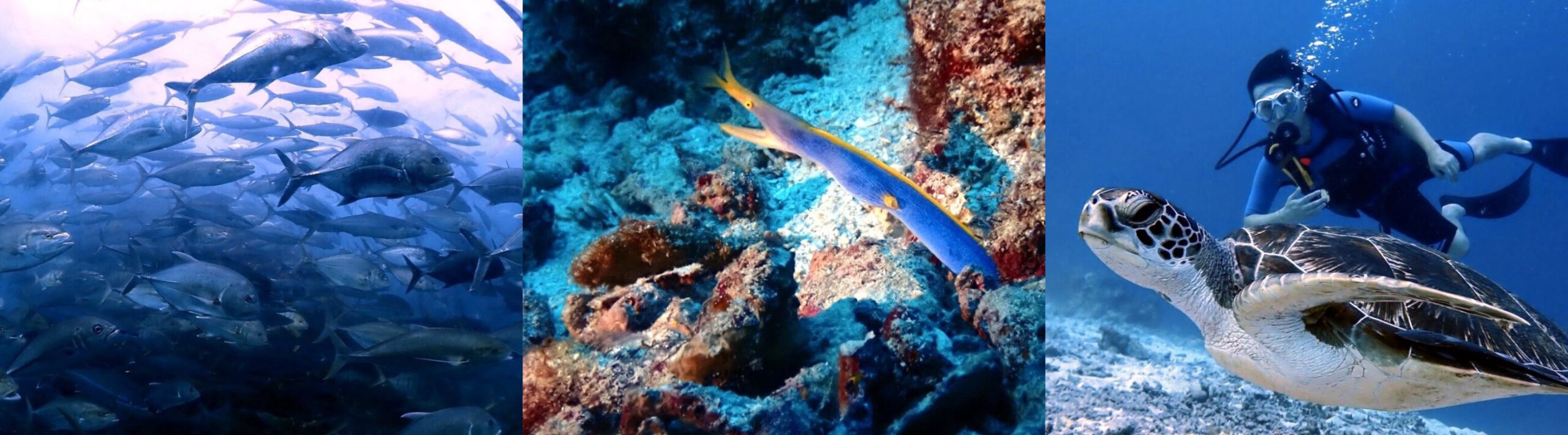 プーケット・シミランのダイブサイト・魚図鑑