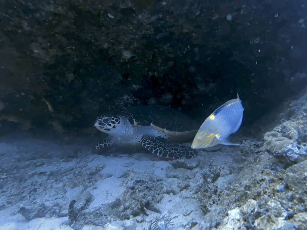 ポセイドン号でラチャ方面3泊4日ダイビングクルーズ